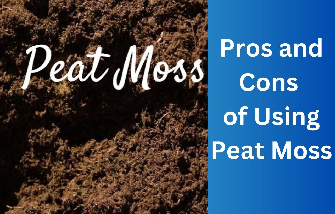 Find Out The Complete Pros And Cons Of Using Peat Moss In Your Septic