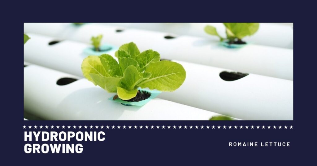The Ultimate Guide to Growing Romaine Lettuce Hydroponic in 2023