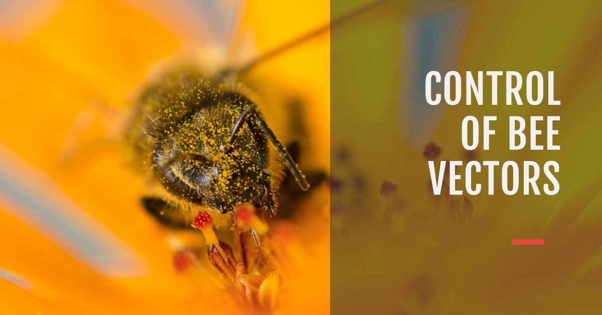 Protecting Bees from Bee Vectors: How to Protect Your Hive from the ...